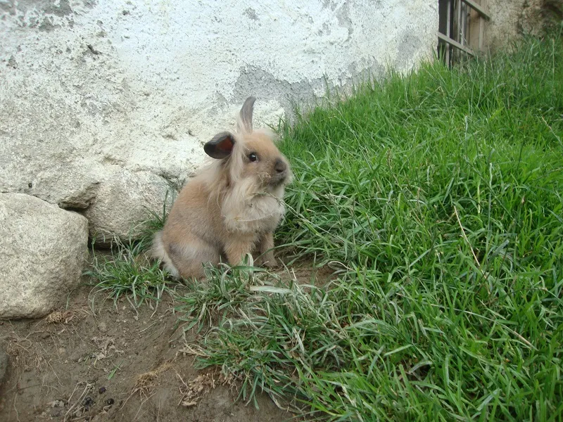 Tiere & Hofarbeit – Foto 2