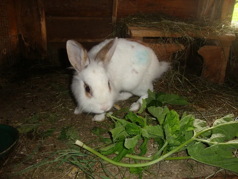 Tiere & Hofarbeit – Foto 3