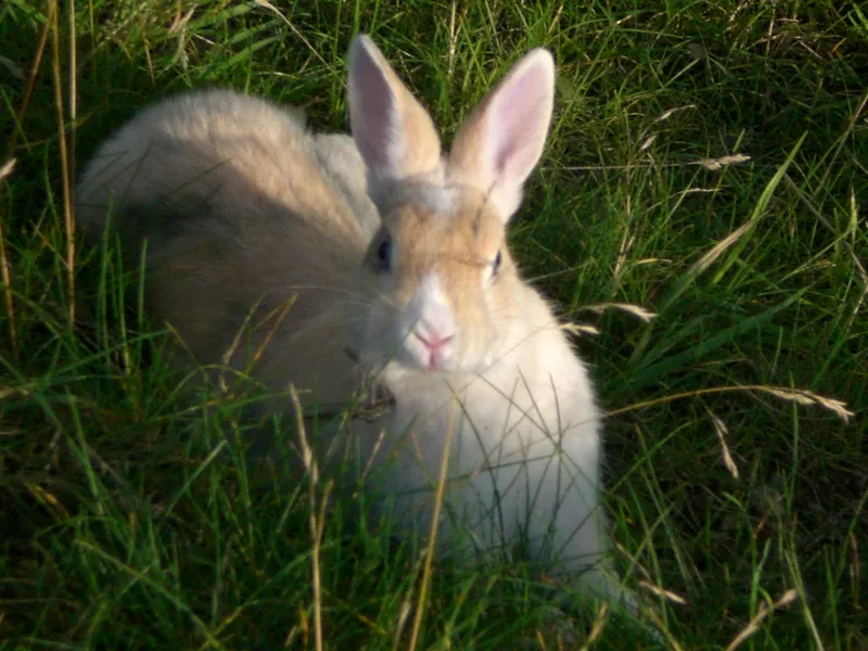 Tiere & Hofarbeit – Foto 4