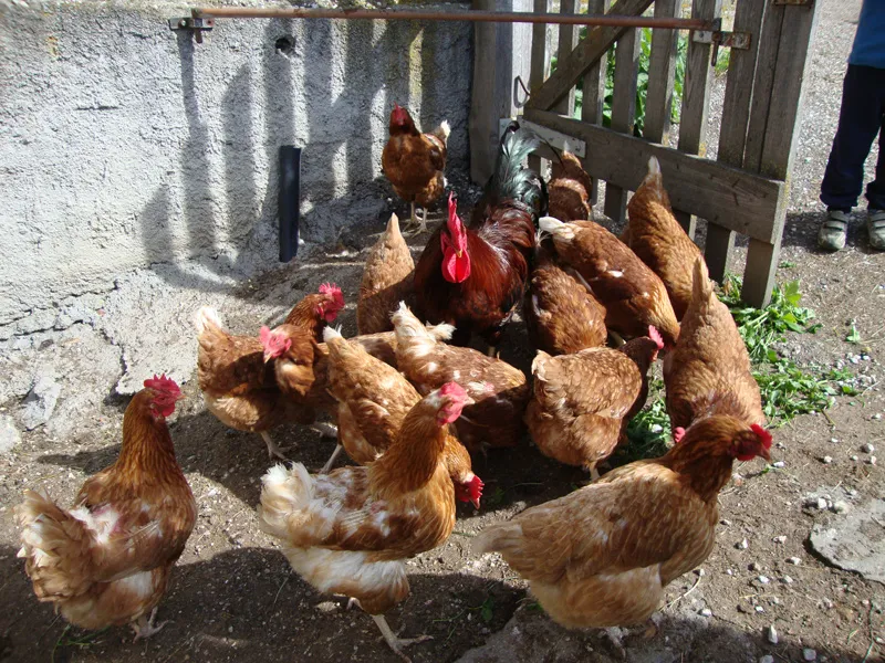 Tiere & Hofarbeit – Foto 5