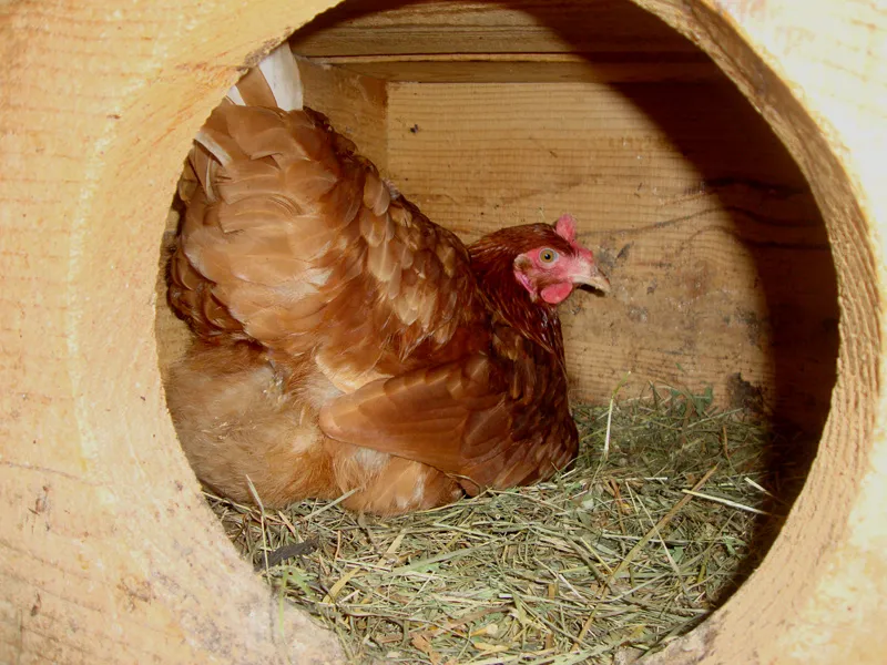 Tiere & Hofarbeit – Foto 6