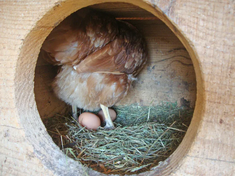 Tiere & Hofarbeit – Foto 7