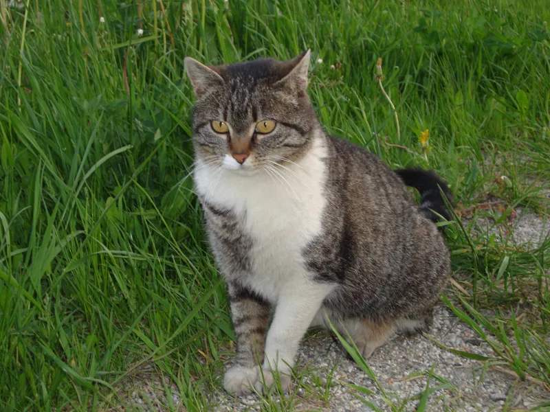 Tiere & Hofarbeit – Foto 9