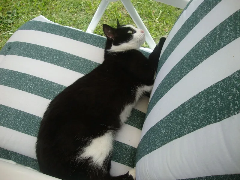 Tiere & Hofarbeit – Foto 10