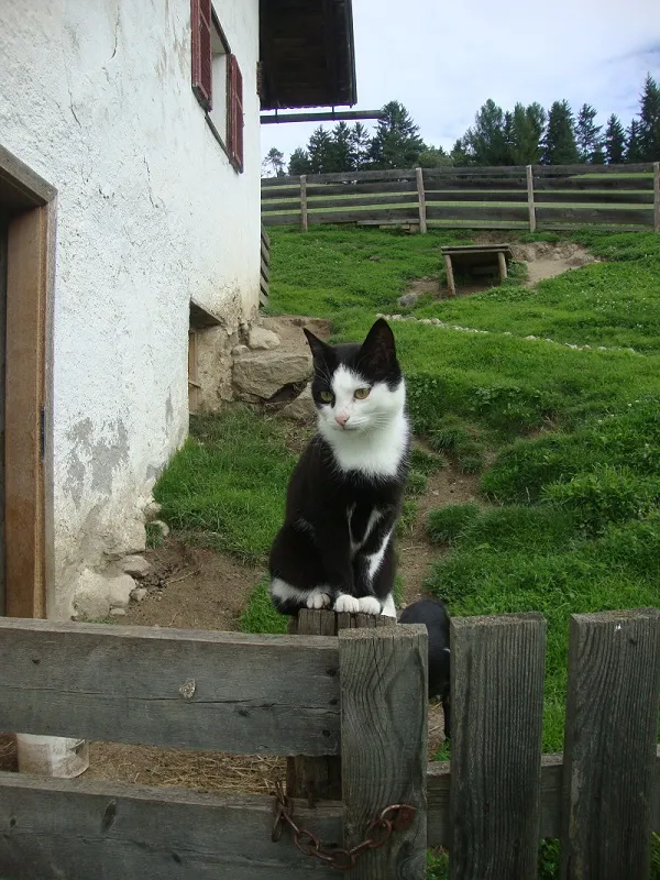 Tiere & Hofarbeit – Foto 11