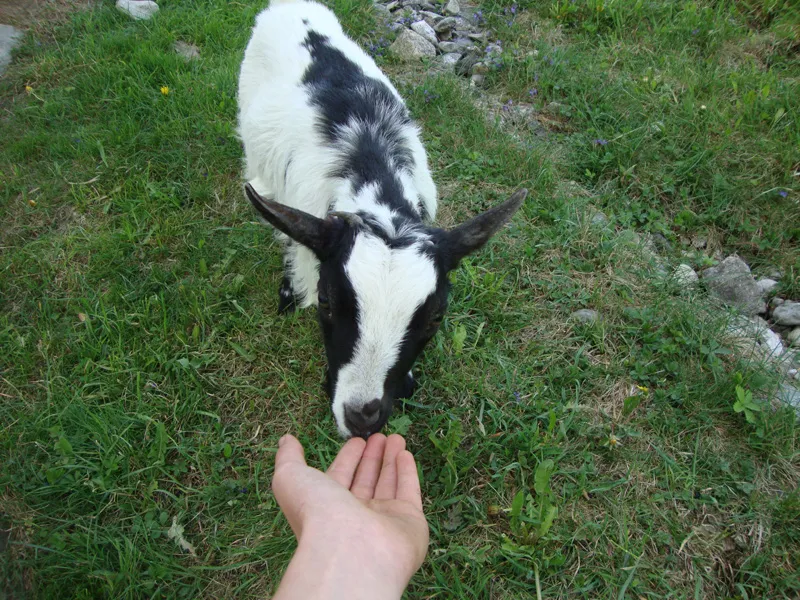 Tiere & Hofarbeit – Foto 12