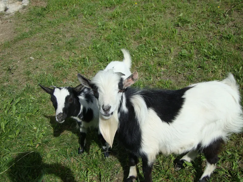 Tiere & Hofarbeit – Foto 13