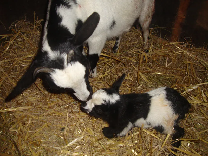 Tiere & Hofarbeit – Foto 14