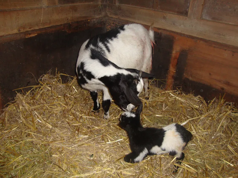 Tiere & Hofarbeit – Foto 16