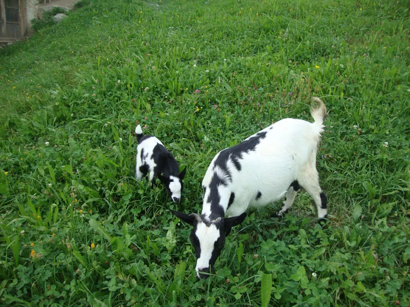Tiere & Hofarbeit – Foto 17