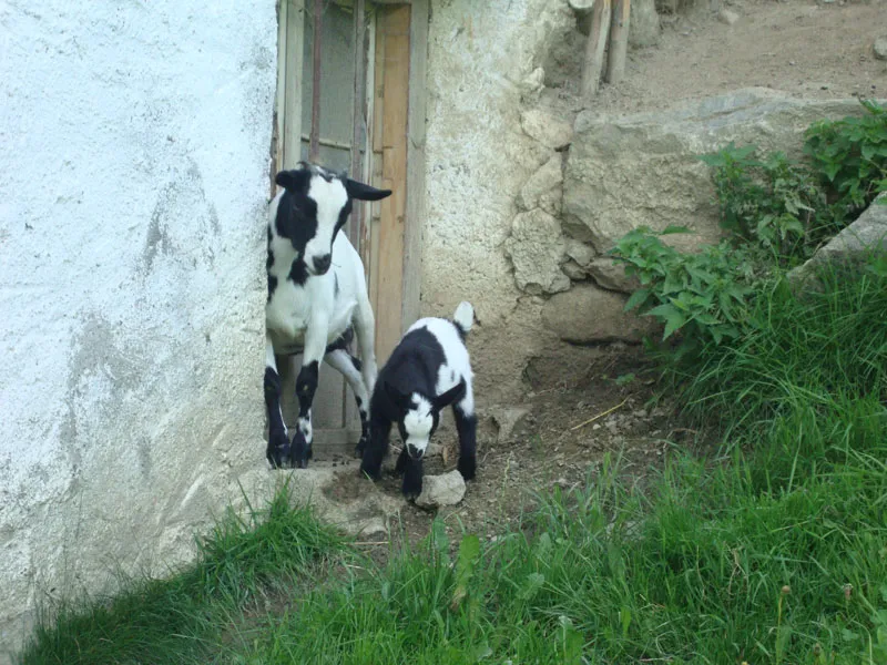 Tiere & Hofarbeit – Foto 18