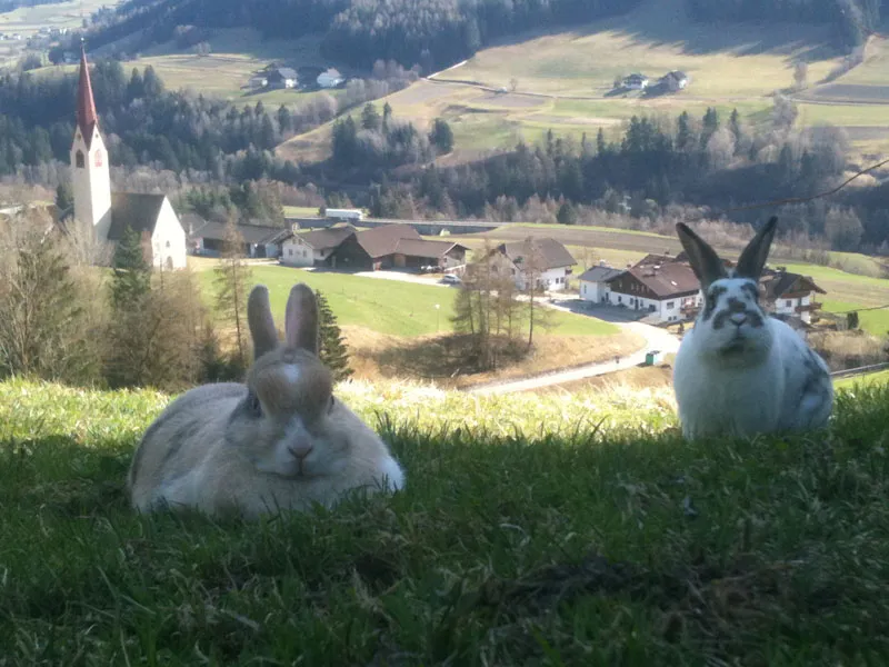 Tiere & Hofarbeit – Foto 19