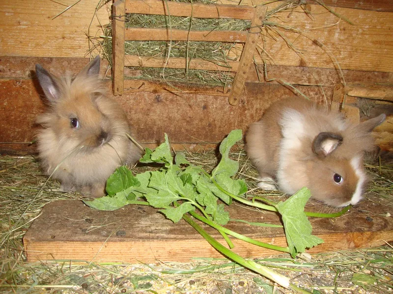 Tiere & Hofarbeit – Foto 20