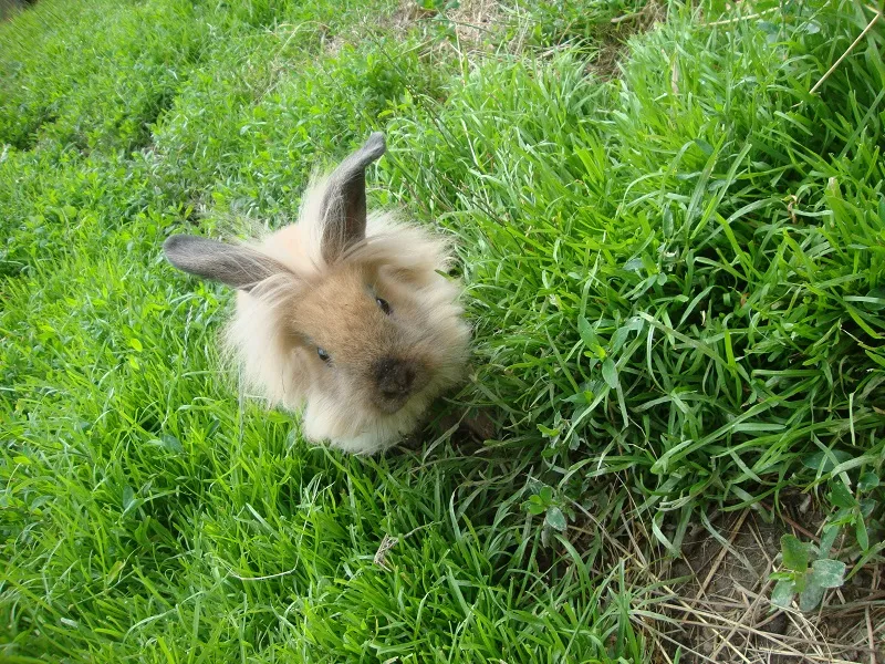 Tiere & Hofarbeit – Foto 21
