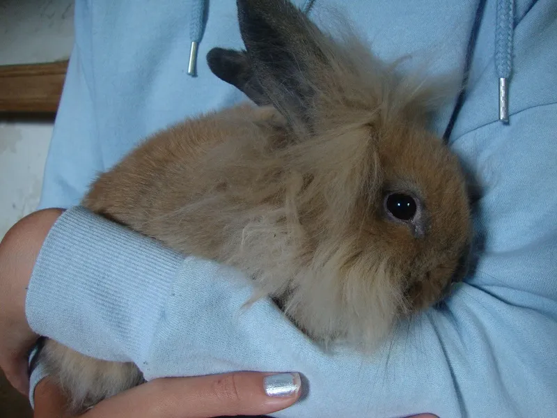 Tiere & Hofarbeit – Foto 22