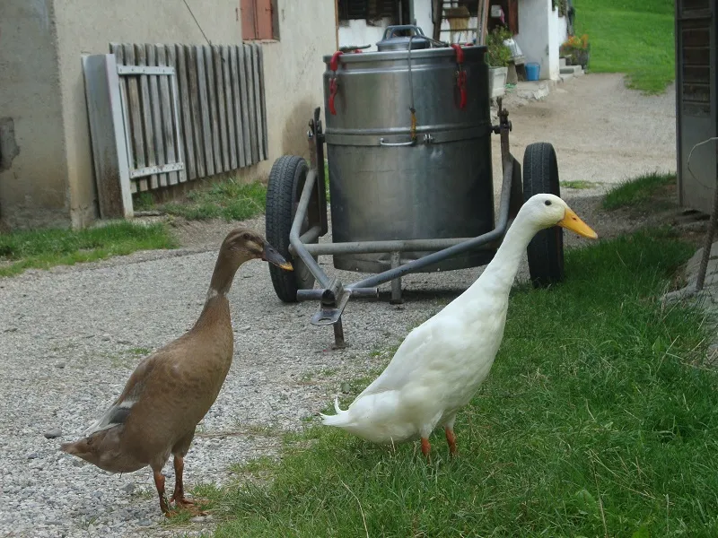 Tiere & Hofarbeit – Foto 24