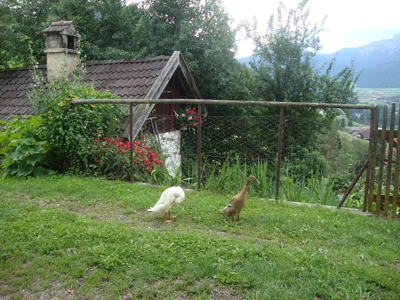 Tiere & Hofarbeit – Foto 25