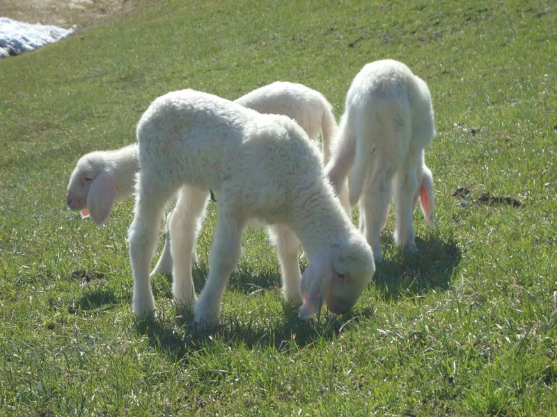Tiere & Hofarbeit – Foto 27