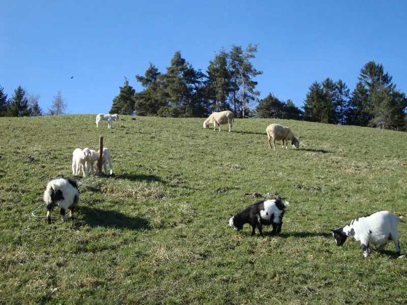 Tiere & Hofarbeit – Foto 28