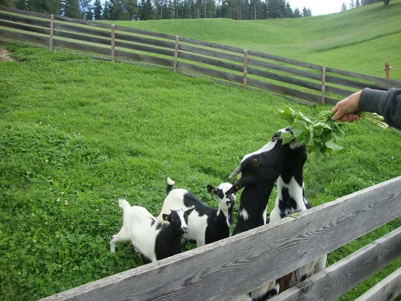 Tiere & Hofarbeit – Foto 29