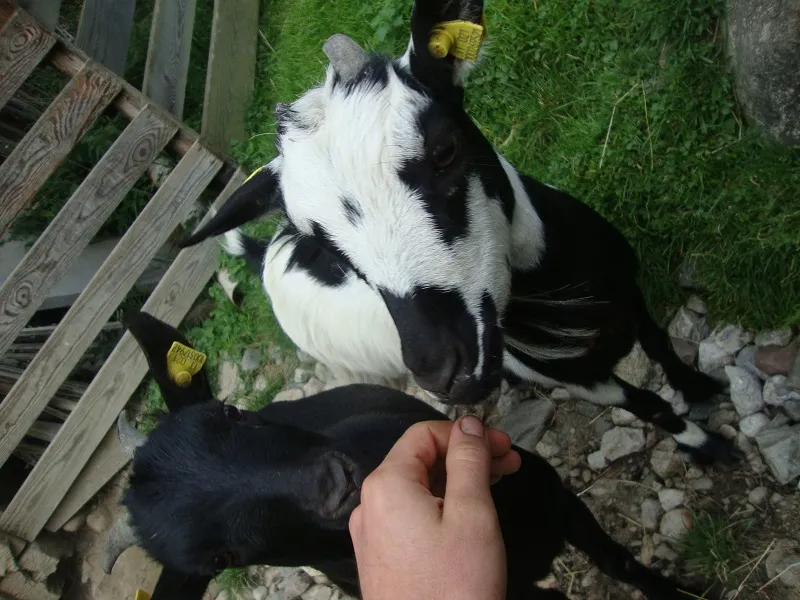 Tiere & Hofarbeit – Foto 30