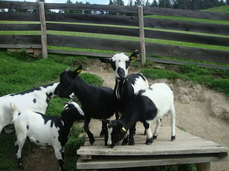 Tiere & Hofarbeit – Foto 31