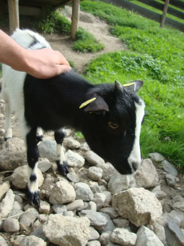 Tiere & Hofarbeit – Foto 32