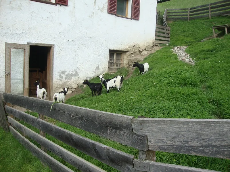 Tiere & Hofarbeit – Foto 33