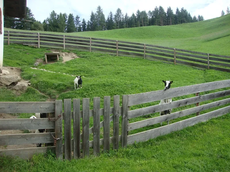 Tiere & Hofarbeit – Foto 34