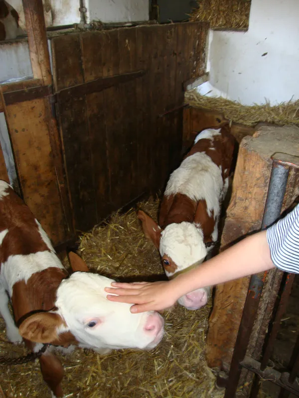 Tiere & Hofarbeit – Foto 37