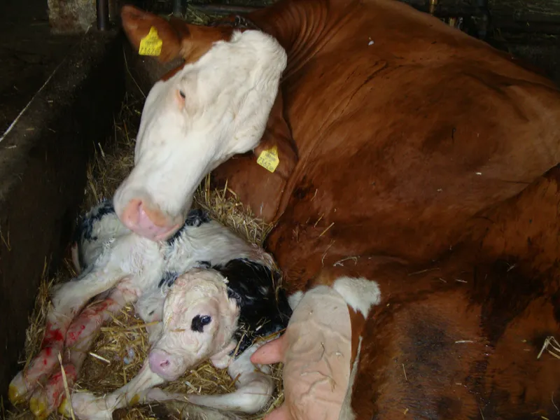 Tiere & Hofarbeit – Foto 38