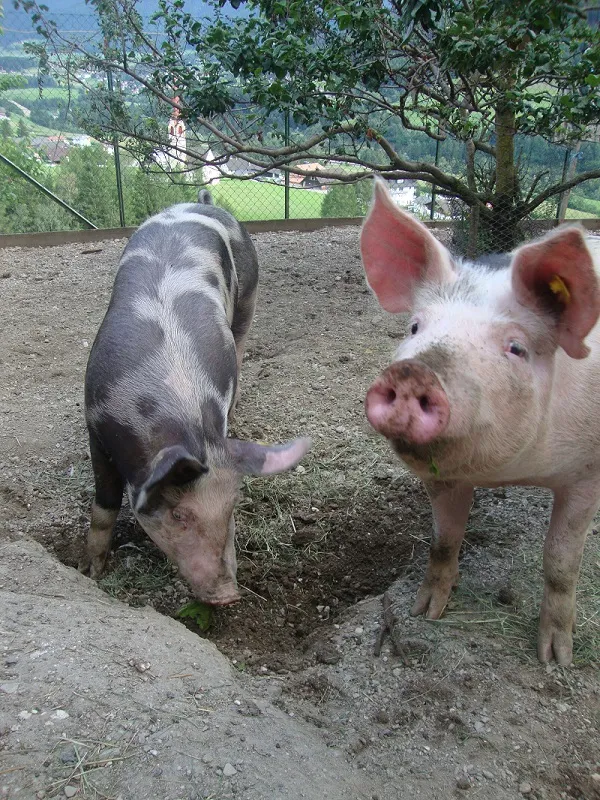 Tiere & Hofarbeit – Foto 39