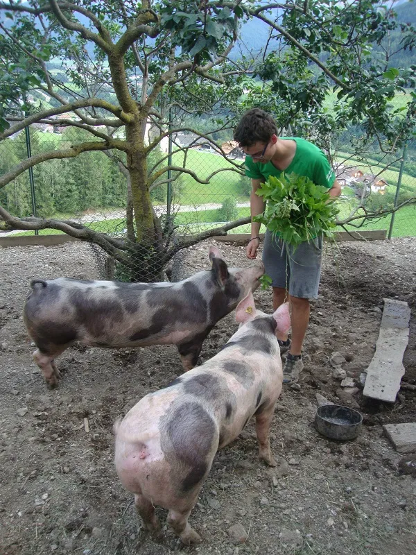 Tiere & Hofarbeit – Foto 40