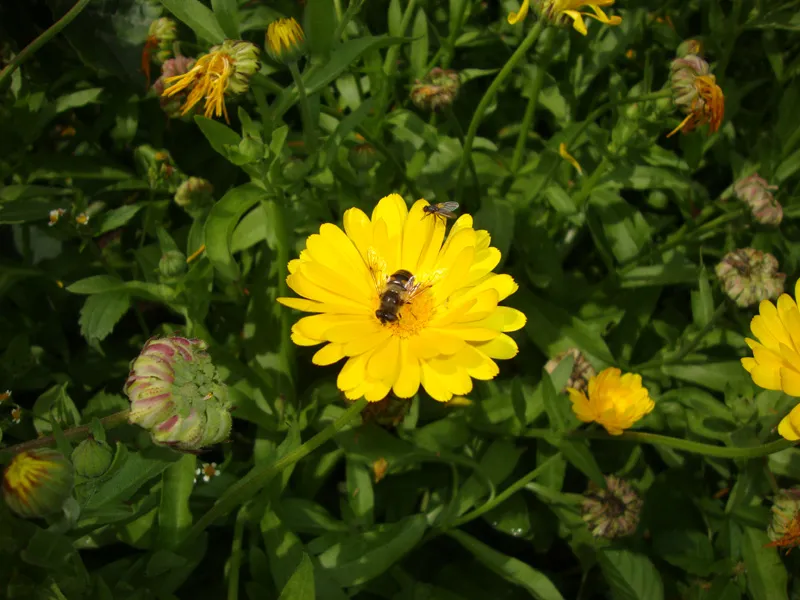 Tiere & Hofarbeit – Foto 46